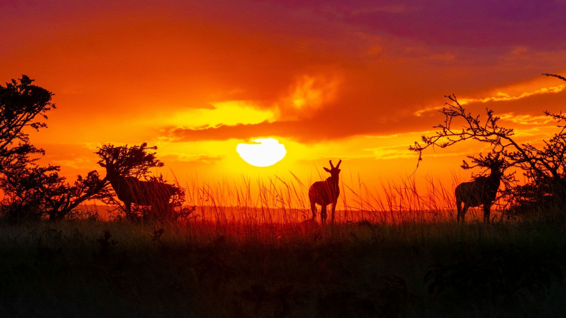 Silhouetted wildlife grazing at sunset
