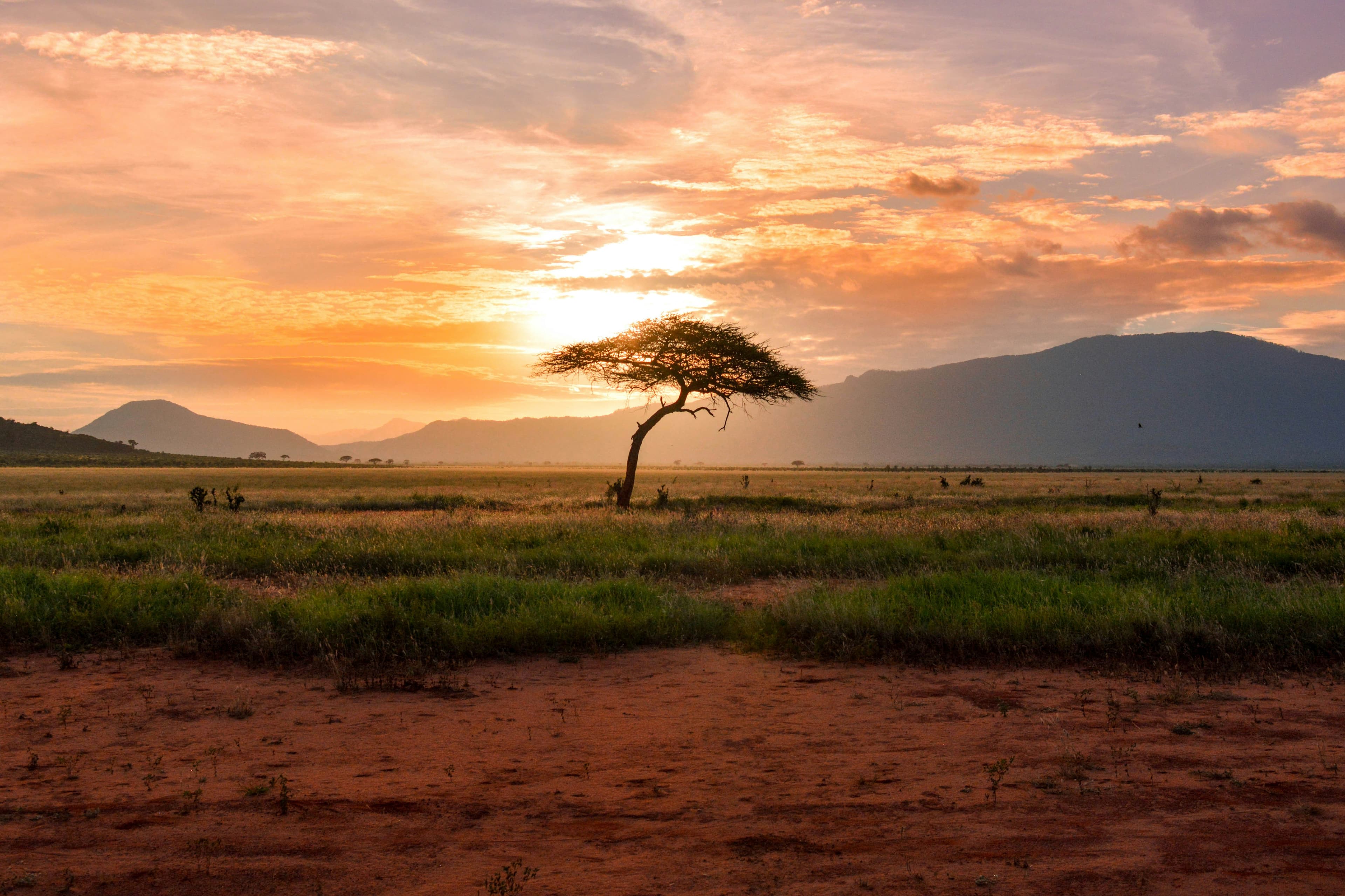 Savannah sunset with acacia tree