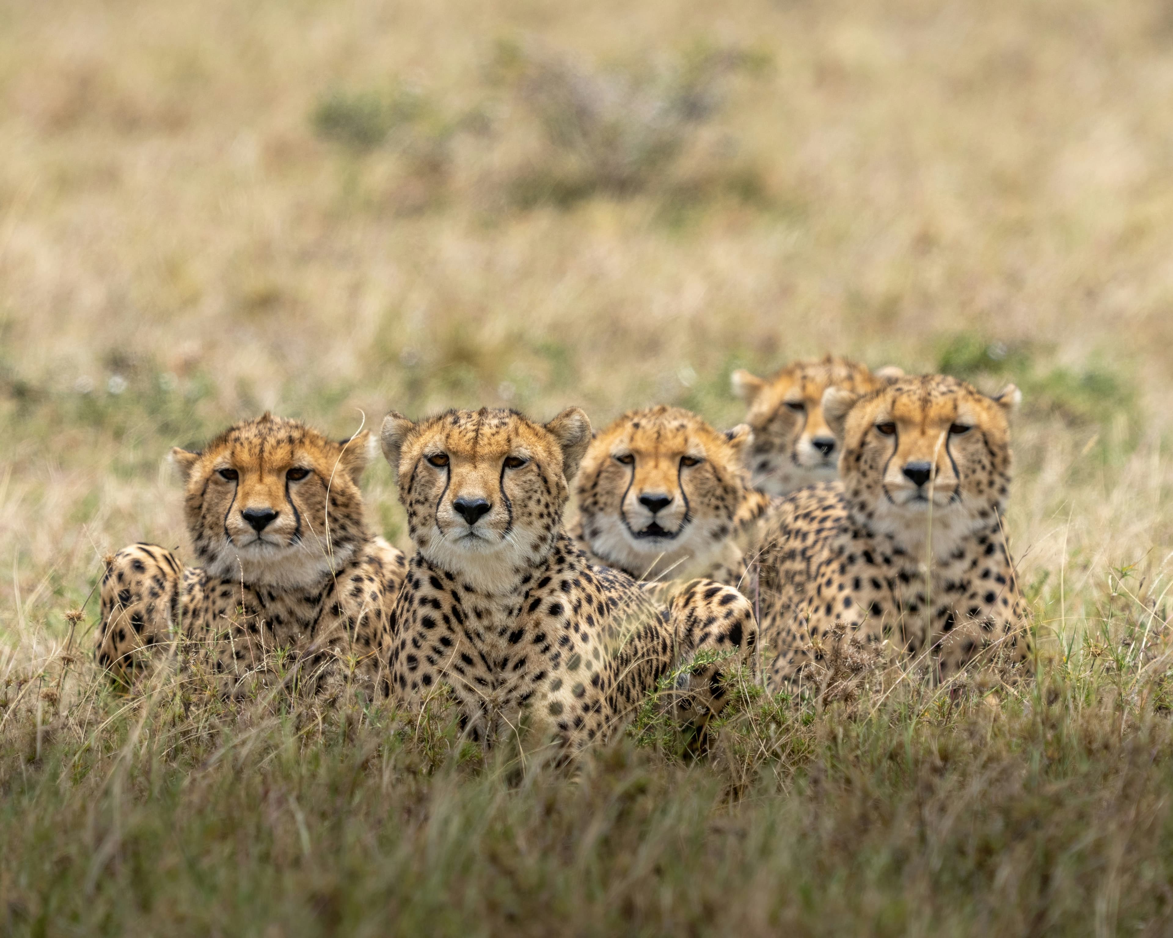 Cheetahs resting in tall grass
